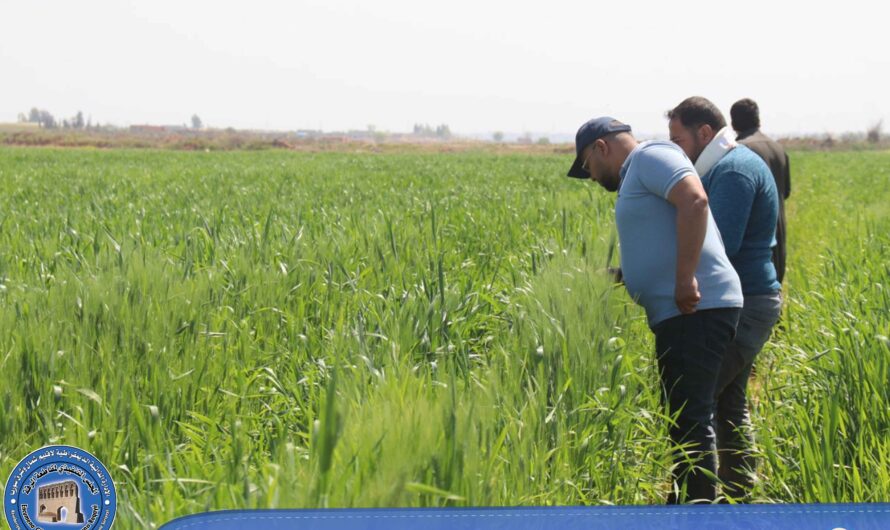 مكتب الوقاية يجري جولات لتفقد حشرة السونة ضمن حقول القمح