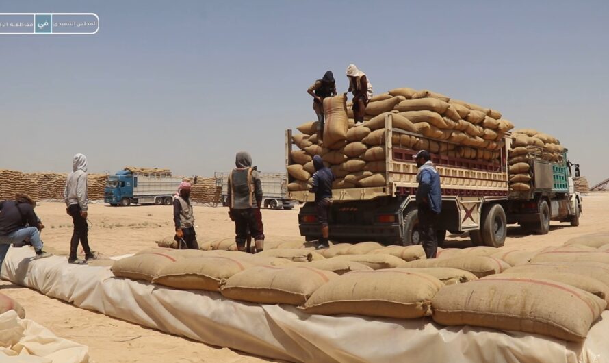 العمل على استلام محاصيل القمح المجول ضمن مركز شنينة