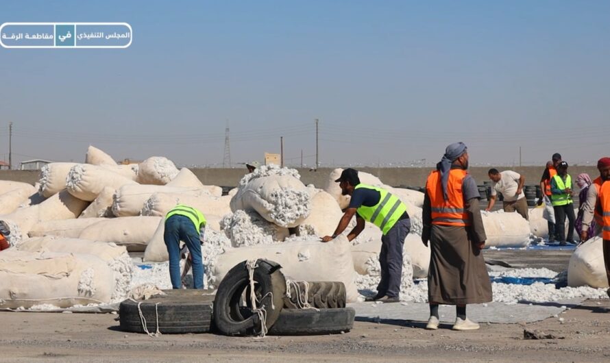 مركز أقطان الرقة يستقبل موسم القطن للعام الجاري 2024